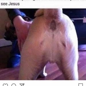 Meet your Posher, Wayne